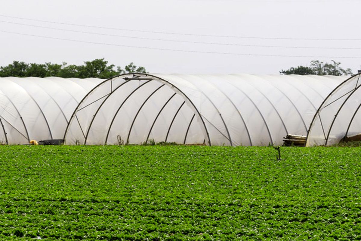 نایلون کشاورزی