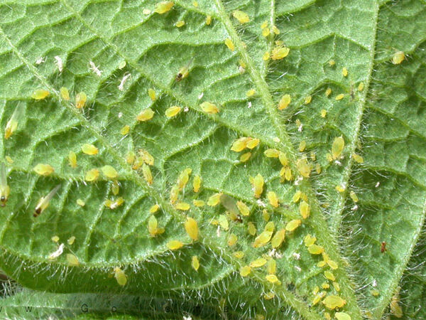 شناخت آفات مزارع