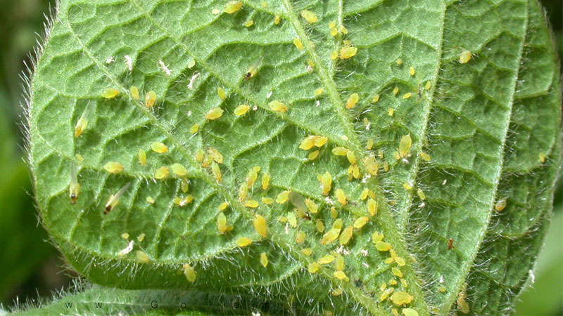 شناخت آفات مزارع