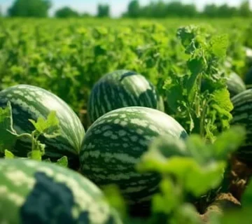 زمان‌بندی آبیاری محصولات کشاورزی