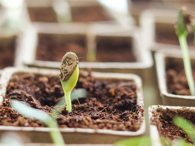 اصلاح-نباتات-و-گیاهان