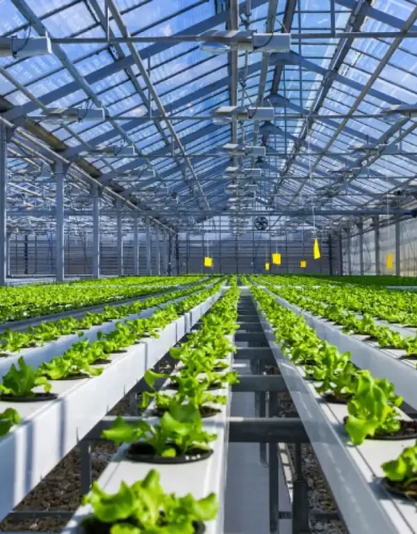 مراحل احداث گلخانه از صفر تا صد