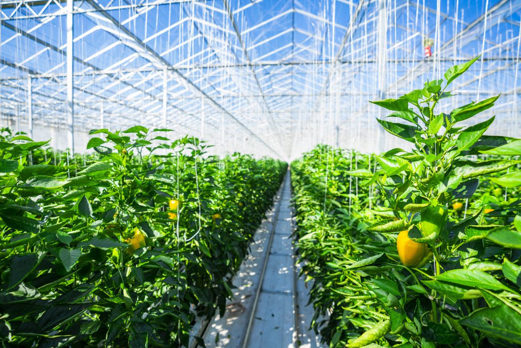 اشتباهات رایج در نگهداری گلخانه می‌توانند باعث کاهش رشد گیاهان و افزایش بیماری‌ها شوند. اشتباهات رایج در نگهداری گلخانه