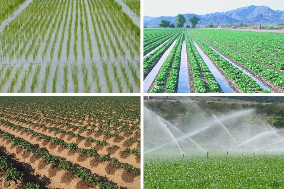 مقایسه آبیاری قطره ای با آبیاری سنتی
