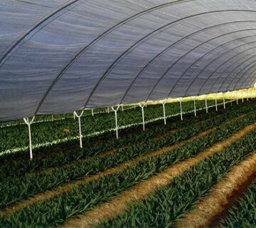 نصب نایلون گلخانه‌ای