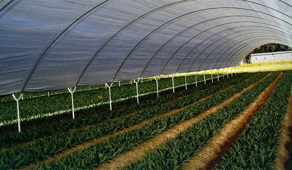 نصب نایلون گلخانهای